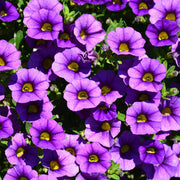 Blue Calibrachoa Seeds - Flower Plant