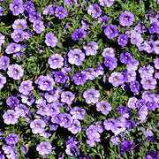 Blue Calibrachoa Seeds - Flower Plant