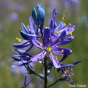 Camassia Blue Camas Seeds, Herbal