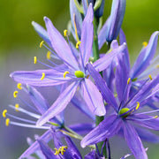 Camassia Blue Camas Seeds, Herbal
