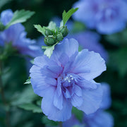 Blue Rose of Sharon Seeds
