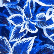 Summer Seeds, Plectranthus scutellarioides