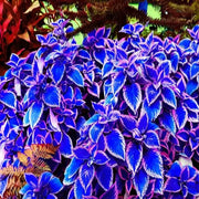 Summer Seeds, Plectranthus scutellarioides