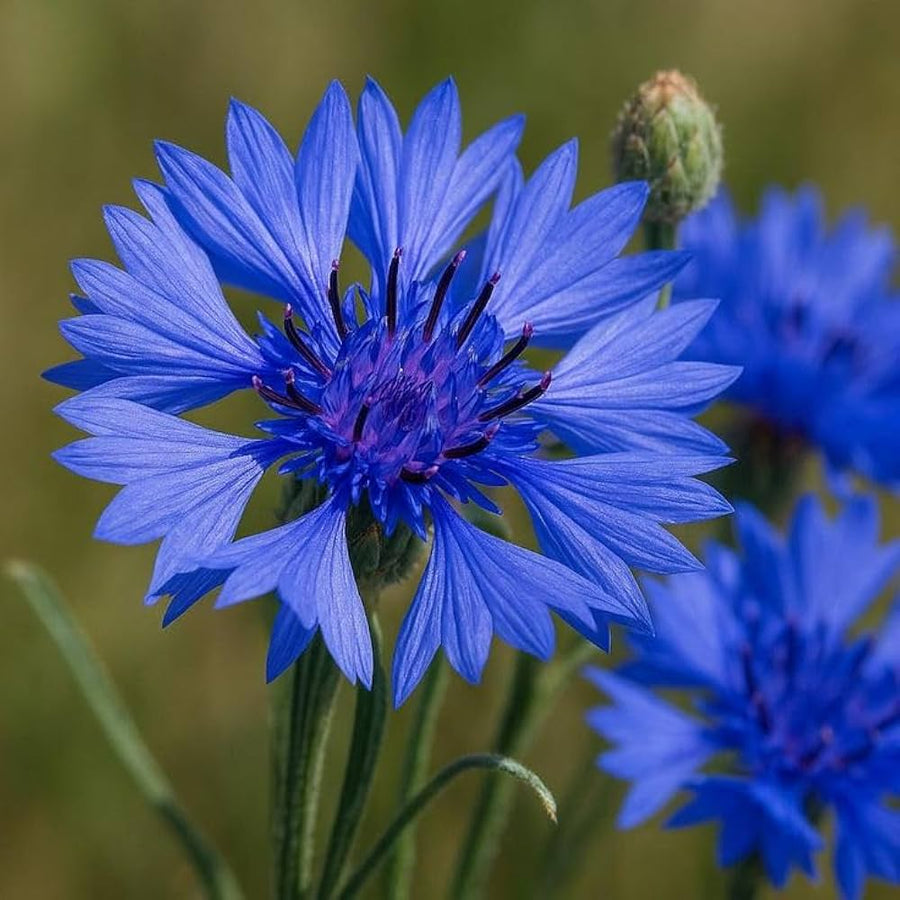 Cornflower Seeds – Centaurea cyanus