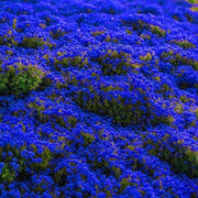 Creeping Thyme Seeds, Thymus serpyllum