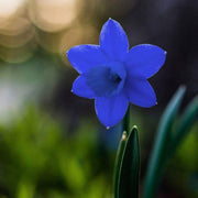Blue Daffodil Seeds - Flower Plant