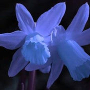 Blue Daffodil Seeds - Flower Plant
