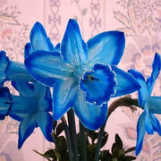 Blue Daffodil Seeds - Flower Plant