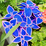 Summer Seeds, Plectranthus scutellarioides