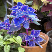Summer Seeds, Plectranthus scutellarioides