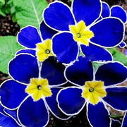 Blue Evening Primrose Seeds
