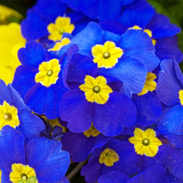 Blue Evening Primrose Seeds