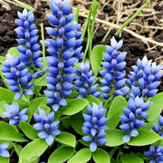 Blossoms Blue False Indigo Seeds