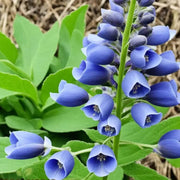 Blossoms Blue False Indigo Seeds