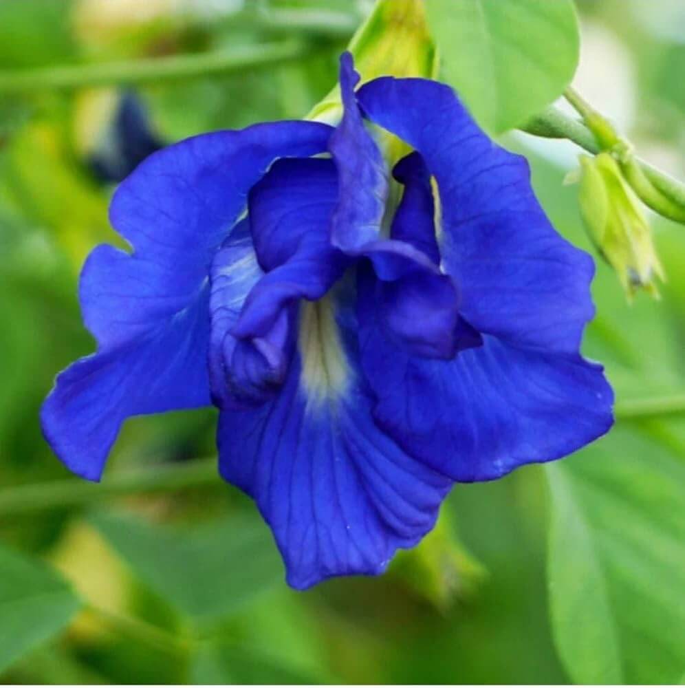 Blossoms Blue False Indigo Seeds