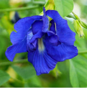 Blossoms Blue False Indigo Seeds