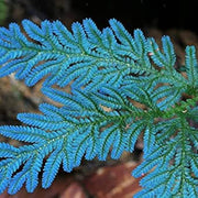 Blue Fern Plant Seeds - Flower Plant