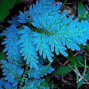 Blue Fern Plant Seeds - Flower Plant