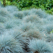 Blue Fescue Seeds - Herbal Seeds