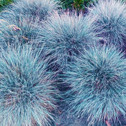 Ornamental Blue Fescue Seeds, Herbal