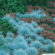 Ornamental Blue Fescue Seeds, Herbal