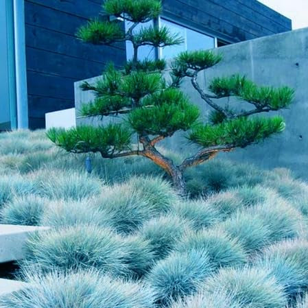 Blue Fescue Seeds - Herbal Seeds