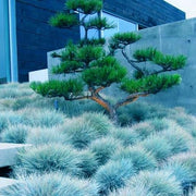 Blue Fescue Seeds - Herbal Seeds