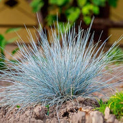 Blue Fescue Seeds - Herbal Seeds