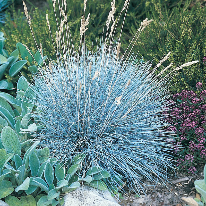 Ornamental Blue Fescue Seeds, Herbal