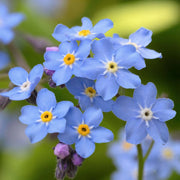 Forget Me Not Seeds – Myosotis sylvatica