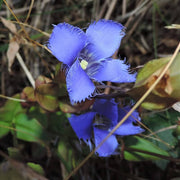Blue Fringed Gentian Seeds