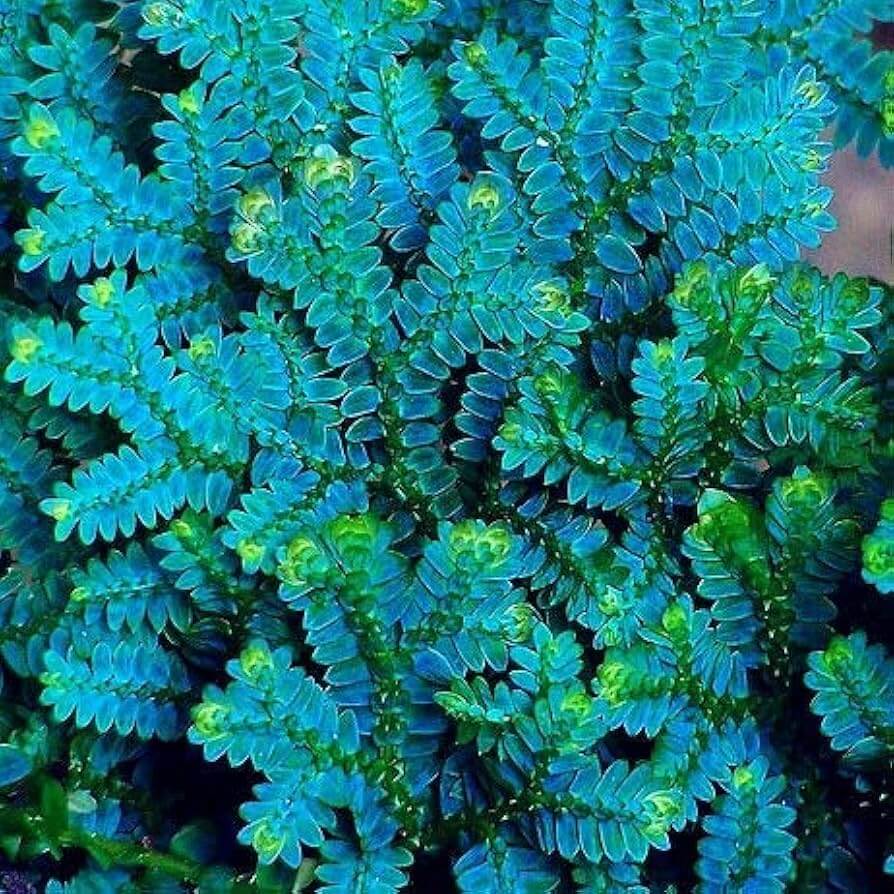 Blue Green Fern Seeds - Flower plant