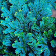 Blue Green Fern Seeds - Flower plant