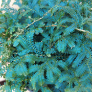 Blue Green Fern Seeds - Flower plant