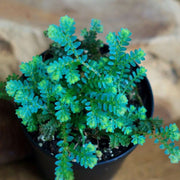 Blue Green Fern Seeds - Flower plant