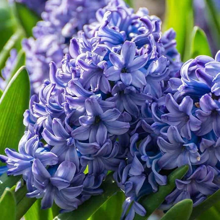 Wildflower Mix Blue Hyacinthus Seeds