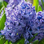 Wildflower Mix Blue Hyacinthus Seeds