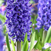 Wildflower Mix Blue Hyacinthus Seeds