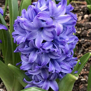 Wildflower Mix Blue Hyacinthus Seeds