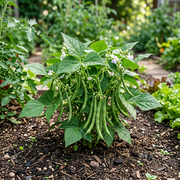 Bean Seeds – Phaseolus vulgaris