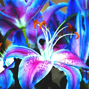 Perennial Aquatic Bloom Blue Lily Seeds