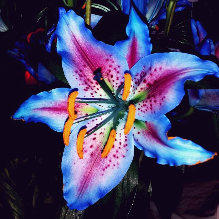 Perennial Aquatic Bloom Blue Lily Seeds