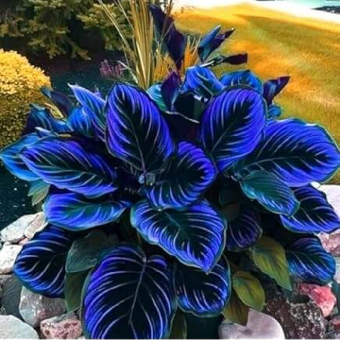 Blue Maidenhair Fern Seeds - Flower Plant