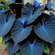 Blue Maidenhair Fern Seeds - Flower Plant