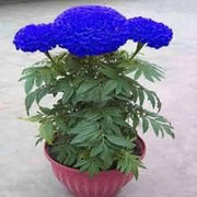 Blue Maidenhair Fern Seeds - Flower Plant