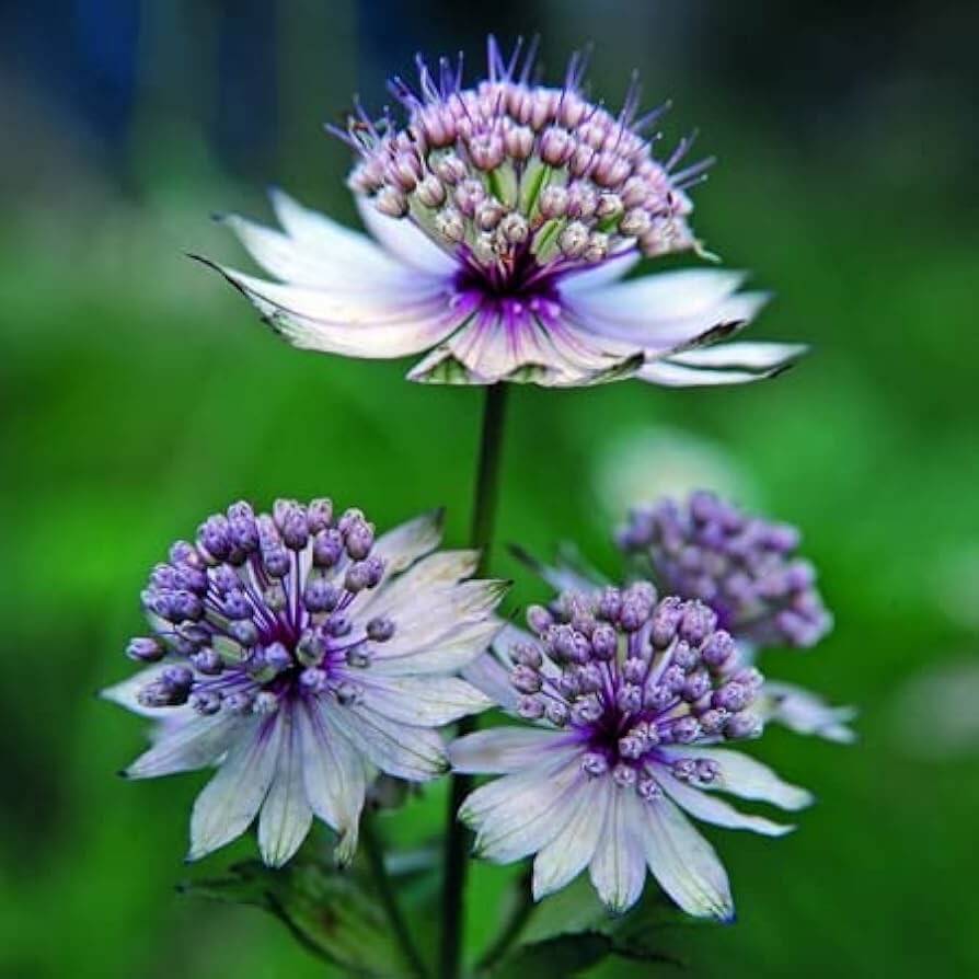 Wildflower Mix Blue Masterwort Seeds