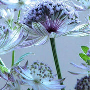 Wildflower Mix Blue Masterwort Seeds