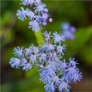 Conoclinium coelestinum Mistflower Seeds