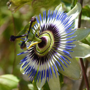 Heirloom Blue Passion Seeds