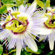 Heirloom Blue Passion Seeds